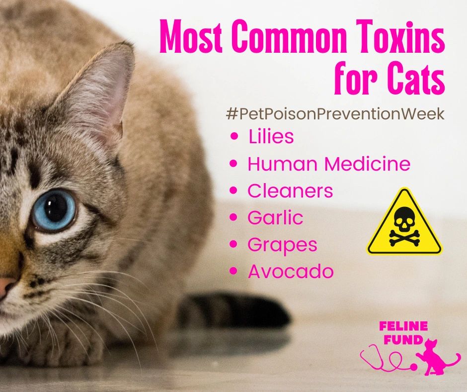 Pet Poison Prevention Week Poisons, Symptoms, & How to Help